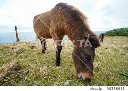 与那国馬　 98388918