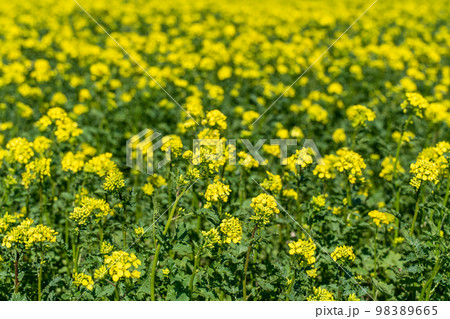 Blooming yellow rapefield in spring 98389665