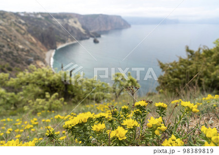 View of Cape Fiolent, Crimea, Sevastopol. Spring sunny day, flowering yellow bush. The concept of calm, silence and unity with nature. View of Cape Fiolent, Crimea, Sevastopol. Spring sunny day, flowering yellow bush. The concept of calm, silence and unity with nature. 98389819