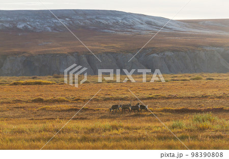 Reindeer Reindeer 98390808