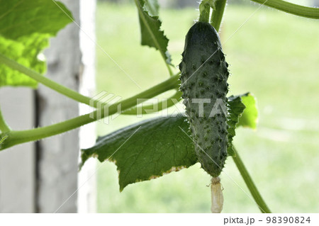A green cucumber fruit on a branch in a greenhouse in summer. Green cucumber. Growing cucumbers. 98390824