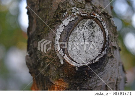 A tree trunk in close-up and the rays of the setting sun. Tree bark and sun rays. A tree trunk in close-up and the rays of the setting sun. Tree bark and sun rays. 98391371