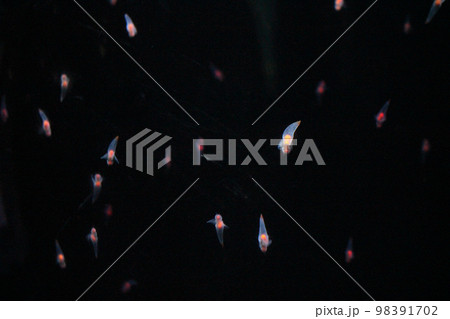 海の天使クリオネ 98391702