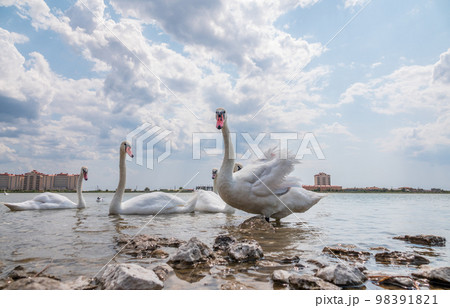 A large flock of graceful white swans swims in the lake., swans in the wild A large flock of graceful white swans swims in the lake., swans in the wild 98391821