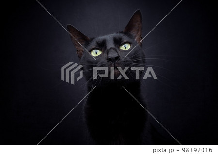 beautiful black cat on black background portrait 98392016