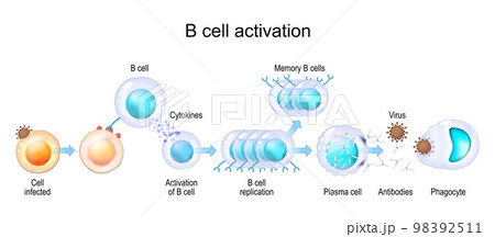 Activation of B cell leukocytes. transparent realistic cells 98392511