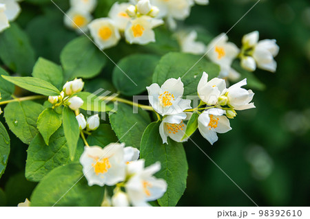 Beautiful white jasmine blossom flowers inの写真素材