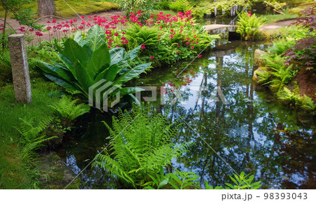 Fern and  Lysichiton camtschatcensis  ( now not blossoming) in japanese garden 98393043