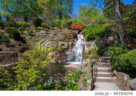 Bergenia flowering and waterfall in japanese garden in Kaiserslautern in April Bergenia flowering and waterfall in japanese garden in Kaiserslautern in April 98393049