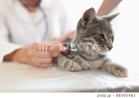 Female veterinarian examines cat on table in veterinary clinic. 98393483