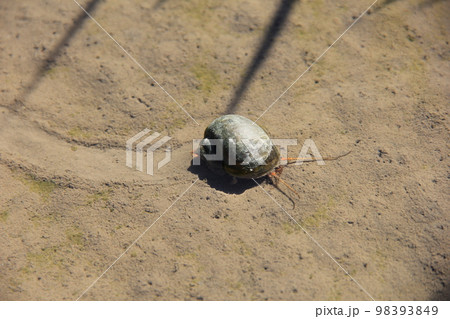 スクミリンゴガイ/俗に「ジャンボタニシ」と呼ばれる侵略的外来種 98393849