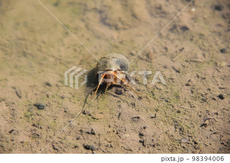 スクミリンゴガイ/俗に「ジャンボタニシ」と呼ばれる侵略的外来種 98394006