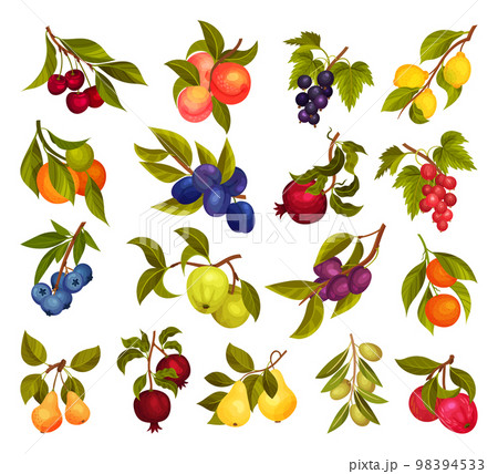 Ripe Fruit Hanging on Branch with Green Leavesのイラスト