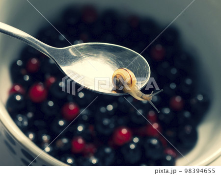 Small garden snail on the dessert spoon in the bowl with black and red currant Small garden snail on the dessert spoon in the bowl with black and red currant 98394655