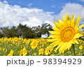 ひまわり畑 98394929