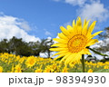 ひまわり畑 98394930