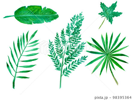 Isolated Tropical Leaves Set. Hand Drawn Watercolor Illustration 98395364