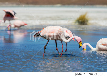 Flamingo in Bolivia 98395580