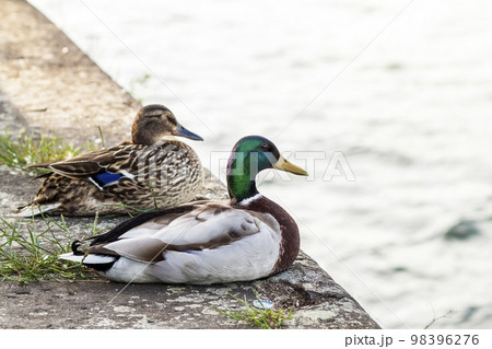 Two ducks male and female resting near a river Two ducks male and female resting near a river 98396276