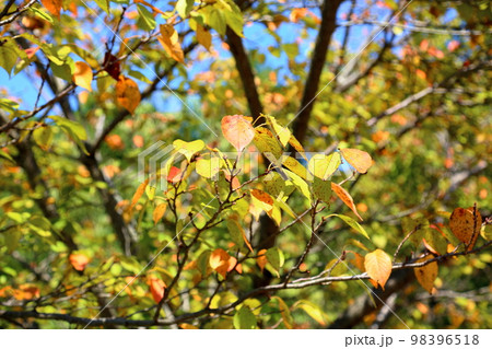 色づくサクラの葉 98396518