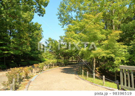 色づくイロハモミジの葉 98396519