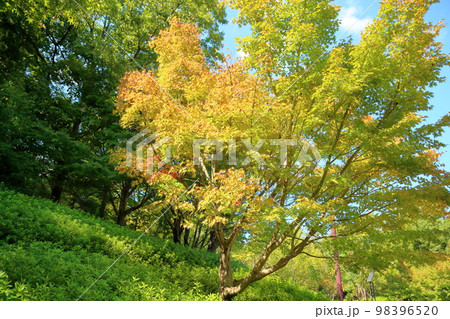 色づくイロハモミジの葉 色づくイロハモミジの葉 98396520