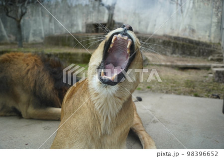 広島市安佐動物公園のあくびをするメスライオン 98396652