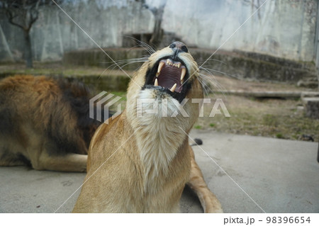 広島市安佐動物公園のあくびをするメスライオン 98396654