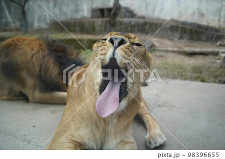 広島市安佐動物公園のあくびをするメスライオン 98396655