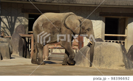 広島市安佐動物公園のマルミミゾウ 広島市安佐動物公園のマルミミゾウ 98396692
