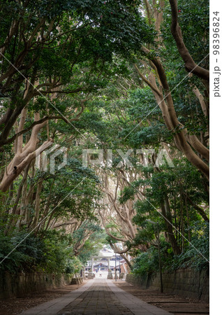 茨城県ひたちなか市 酒列磯前神社の参道 茨城県ひたちなか市 酒列磯前神社の参道 98396824
