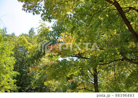 色づくイロハモミジの葉 色づくイロハモミジの葉 98396883