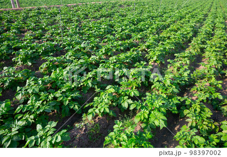Potato sprouts on farm field on sunny day Potato sprouts on farm field on sunny day 98397002