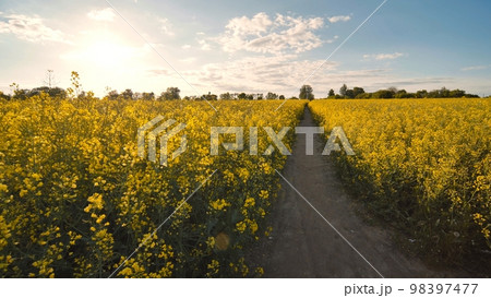 A path in a field of rapeseed on a spring day. A path in a field of rapeseed on a spring day. 98397477