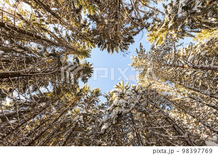 Pine trees in mountain forest in winter sunny day. 98397769