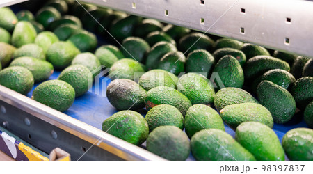 Fresh appetizing avocado running on rolling conveyor of production line 98397837