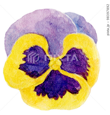 パンジーの花　水彩イラスト 98397892