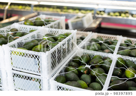 Sorted ripe avocados packed in boxes at fruit farm Sorted ripe avocados packed in boxes at fruit farm 98397895