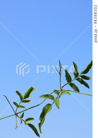 ハゴロモジャスミンの葉と雨雫と青空 98398502