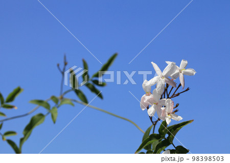 ハゴロモジャスミンの花と青空 98398503