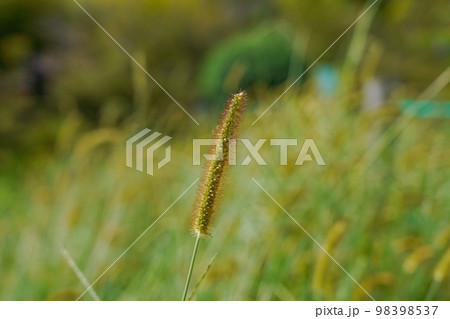 色づき始めたエノコログサ 98398537