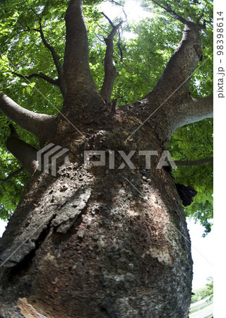 カツラの葉が太陽の光で輝いています。学名はCercidiphyllum japonicumです。 カツラの葉が太陽の光で輝いています。学名はCercidiphyllum japonicumです。 98398614