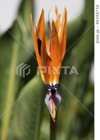 鳥のような形の花が咲いています。花の名前はストレリチア（極楽鳥花）です。 98398738