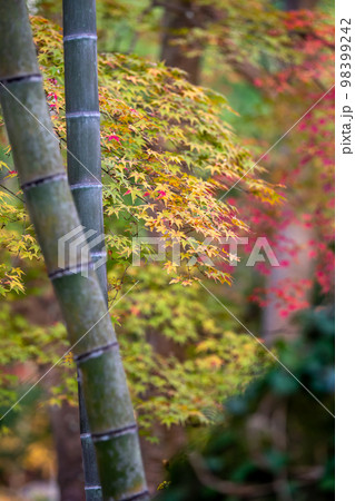 竹と紅葉 秋の和風イメージ 竹と紅葉 秋の和風イメージ 98399242