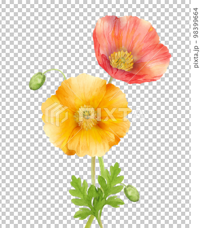 冰島罌粟花水彩 98399664