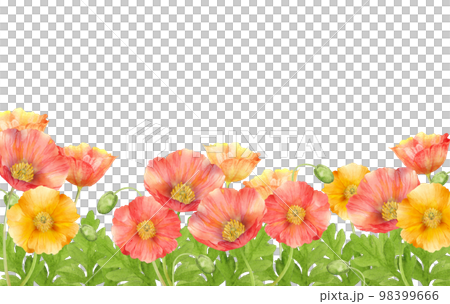 カラフルなポピーの花畑の水彩画のイラスト素材 [98399666] - PIXTA