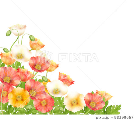カラフルなポピーの花畑の水彩画 98399667