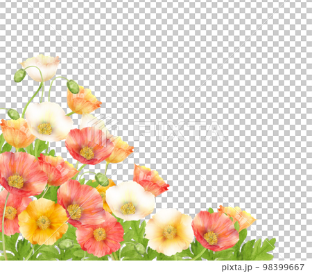 カラフルなポピーの花畑の水彩画 98399667