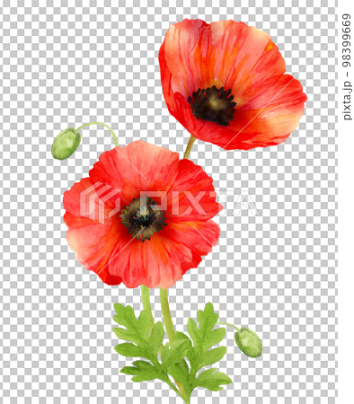 赤いオリエンタルポピーの水彩画 98399669