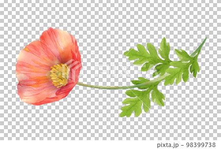 一輪のアイスランドポピーの水彩画 98399738